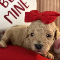 Clover, a female Poodle - Miniature  for sale in Saranac, MI – Photo 1 of 4