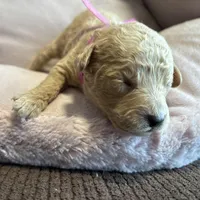 Clover, a female Poodle - Miniature  for sale in Saranac, MI – Photo 3 of 4