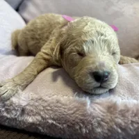 Clover, a female Poodle - Miniature  for sale in Saranac, MI – Photo 2 of 4