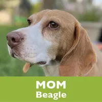Finn, a male Beagle and Poodle - Miniature  for sale in Saranac, MI – 5 of 6