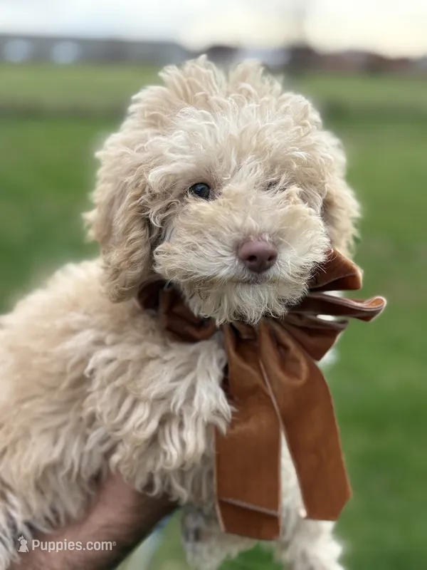 Lola – Poodle - Miniature  puppy for sale in Saranac, MI