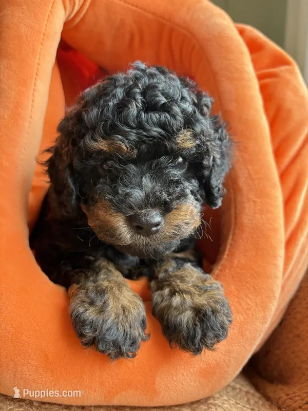 Milo – Poodle - Miniature  puppy for sale in Saranac, MI