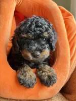 Milo, a male Poodle - Miniature  for sale in Saranac, MI – 1 of 6
