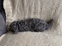Kit, a female Poodle - Miniature  for sale in Saranac, MI – 2 of 4