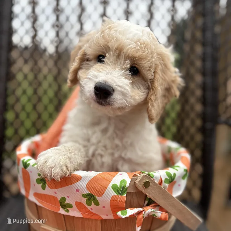 Teddy - mini newfypoo – Poodle - Miniature , Newfypoo puppy for sale in Saranac, MI