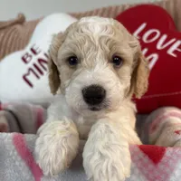 Teddy - mini newfypoo, a male Poodle - Miniature  and Newfypoo for sale in Saranac, MI – Photo 1 of 6