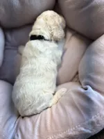 Teddy - mini newfypoo, a male Poodle - Miniature  and Newfypoo for sale in Saranac, MI – Photo 4 of 6