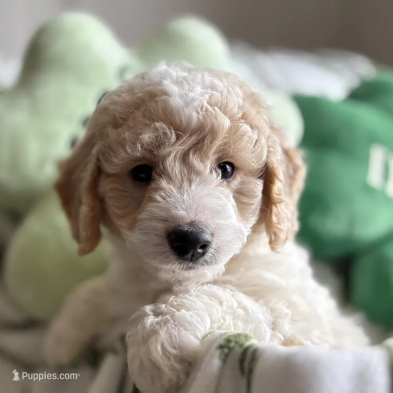 Teddy - mini newfypoo