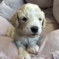 Teddy - mini newfypoo, a male Poodle - Miniature  and Newfypoo for sale in Saranac, MI – Photo 2 of 6