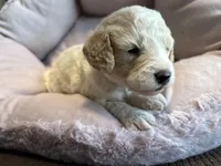 Teddy - mini newfypoo, a male Poodle - Miniature  and Newfypoo for sale in Saranac, MI – Photo 3 of 6