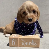 Bruno, a male Beagle and Poodle - Miniature  for sale in Saranac, MI – 2 of 7