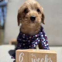 Bruno, a male Beagle and Poodle - Miniature  for sale in Saranac, MI – 5 of 7
