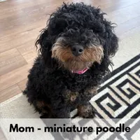 Lola, a female Poodle - Miniature  for sale in Saranac, MI – 8 of 9