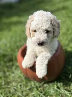 Tank - mini newfypoo, a male Poodle - Miniature  and Newfypoo for sale in Saranac, MI – 4 of 9