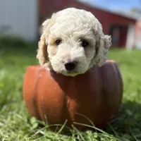 Tank - mini newfypoo, a male Poodle - Miniature  and Newfypoo for sale in Saranac, MI – 3 of 9