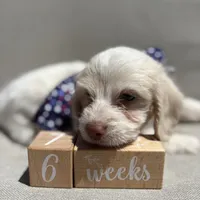 Finn, a male Beagle and Poodle - Miniature  for sale in Saranac, MI – 4 of 6