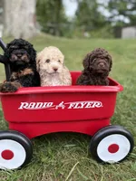 Milo, a male Poodle - Miniature  for sale in Saranac, MI – 4 of 6