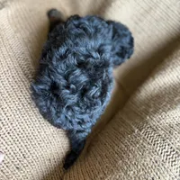 Milo, a male Poodle - Miniature  for sale in Saranac, MI – 3 of 6