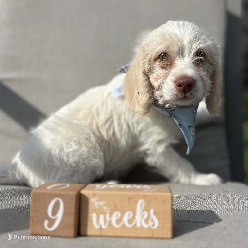 Finn – Beagle, Poodle - Miniature  puppy for sale in Saranac, MI