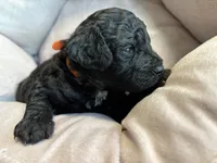 Bear - mini newfypoo, a male Poodle - Miniature  and Newfypoo for sale in Saranac, MI – Photo 4 of 7