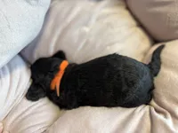 Bear - mini newfypoo, a male Poodle - Miniature  and Newfypoo for sale in Saranac, MI – Photo 5 of 7