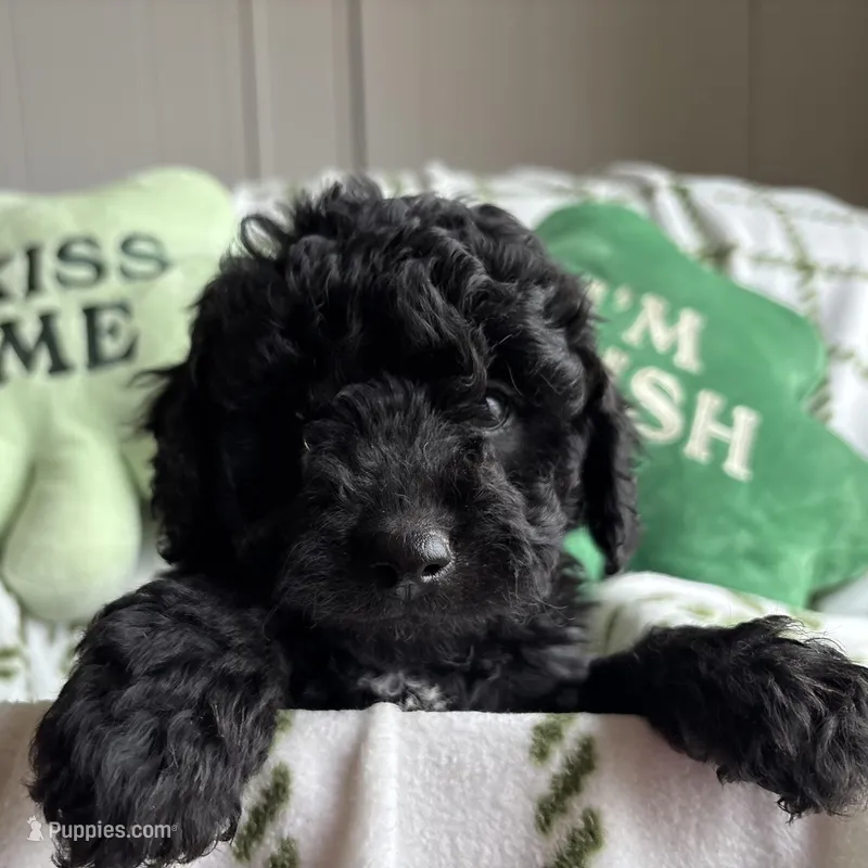 Bear - mini newfypoo