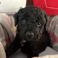 Bear - mini newfypoo, a male Poodle - Miniature  and Newfypoo for sale in Saranac, MI – Photo 1 of 7