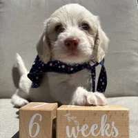 Finn, a male Beagle and Poodle - Miniature  for sale in Saranac, MI – 2 of 6