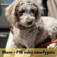 Tank - mini newfypoo, a male Poodle - Miniature  and Newfypoo for sale in Saranac, MI – 8 of 9