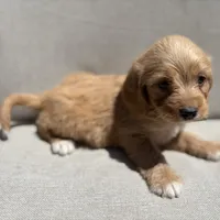 Bruno, a male Beagle and Poodle - Miniature  for sale in Saranac, MI – 4 of 7