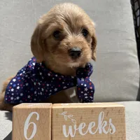 Bruno, a male Beagle and Poodle - Miniature  for sale in Saranac, MI – 3 of 7