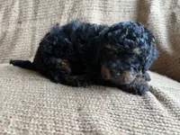 Milo, a male Poodle - Miniature  for sale in Saranac, MI – 2 of 6