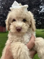 Lola, a female Poodle - Miniature  for sale in Saranac, MI – 2 of 9