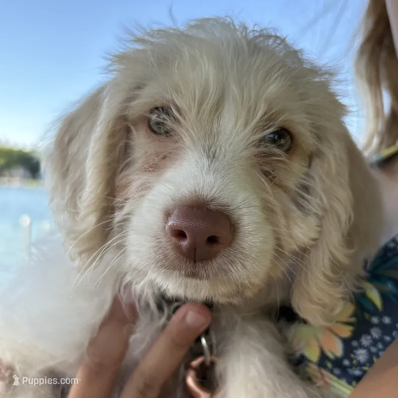 Finn – Beagle, Poodle - Miniature  puppy for sale in Saranac, MI