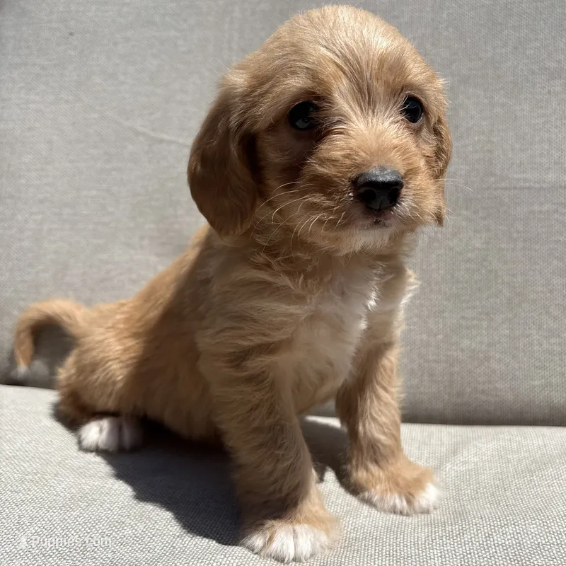 Bruno – Beagle, Poodle - Miniature  puppy for sale in Saranac, MI