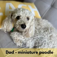 Sadie - mini newfypoo, a female Poodle - Miniature  and Newfypoo for sale in Saranac, MI – Photo 6 of 6