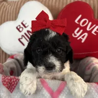 Sadie - mini newfypoo, a female Poodle - Miniature  and Newfypoo for sale in Saranac, MI – Photo 1 of 6