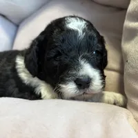 Sadie - mini newfypoo, a female Poodle - Miniature  and Newfypoo for sale in Saranac, MI – Photo 2 of 6