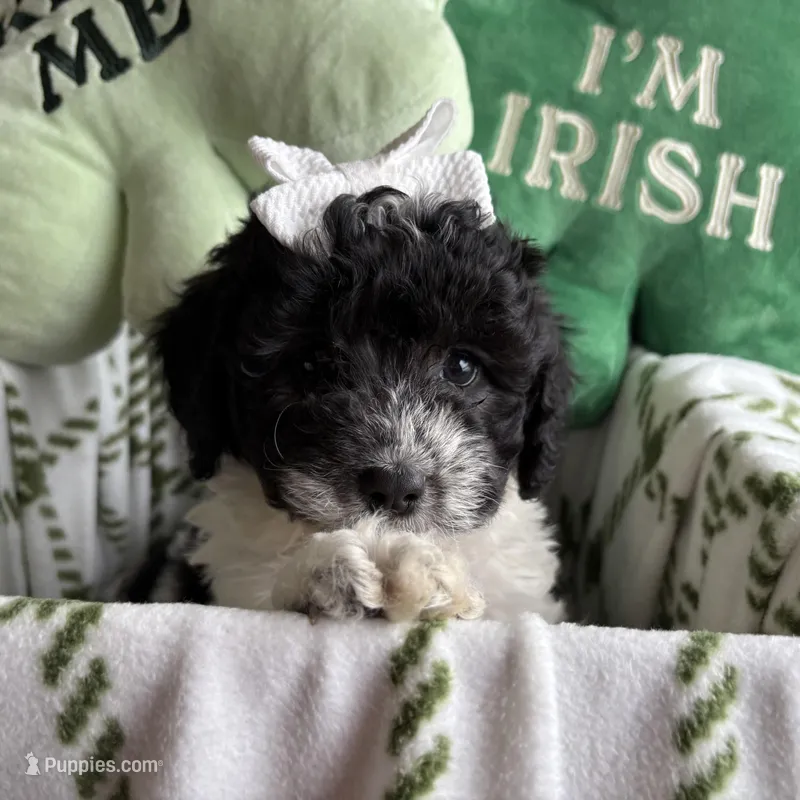 Sadie - mini newfypoo