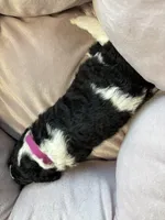 Sadie - mini newfypoo, a female Poodle - Miniature  and Newfypoo for sale in Saranac, MI – Photo 4 of 6