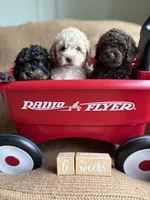 Kit, a female Poodle - Miniature  for sale in Saranac, MI – 4 of 4