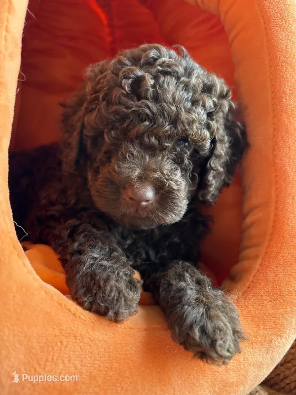 Kit – Poodle - Miniature  puppy for sale in Saranac, MI