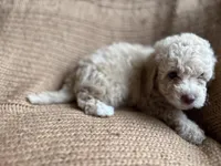 Lola, a female Poodle - Miniature  for sale in Saranac, MI – 2 of 5
