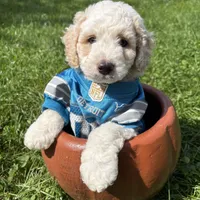 Tank - mini newfypoo, a male Poodle - Miniature  and Newfypoo for sale in Saranac, MI – 2 of 9