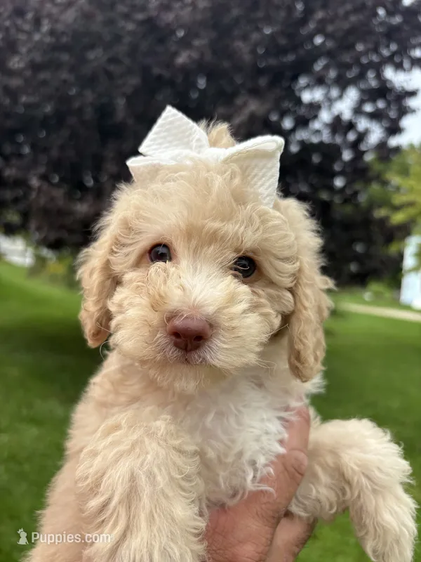 Lola – Poodle - Miniature  puppy for sale in Saranac, MI