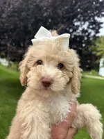 Lola, a female Poodle - Miniature  for sale in Saranac, MI – 1 of 9
