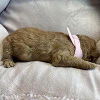 Ivy, a female Poodle - Miniature  for sale in Saranac, MI – Photo 4 of 4