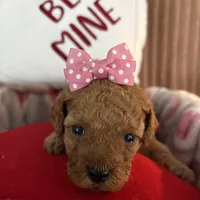 Ivy, a female Poodle - Miniature  for sale in Saranac, MI – Photo 1 of 4