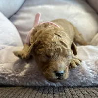 Ivy, a female Poodle - Miniature  for sale in Saranac, MI – Photo 3 of 4