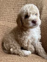 Lola, a female Poodle - Miniature  for sale in Saranac, MI – 3 of 5